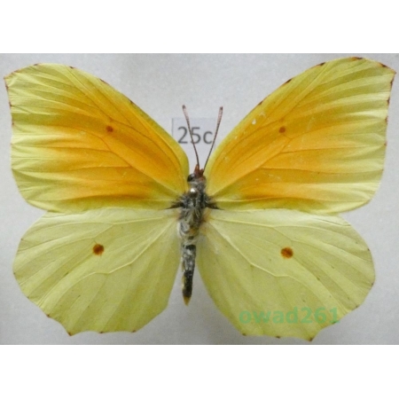 Gonepteryx cleopatra (Linnaeus, 1767) male Croatia25c